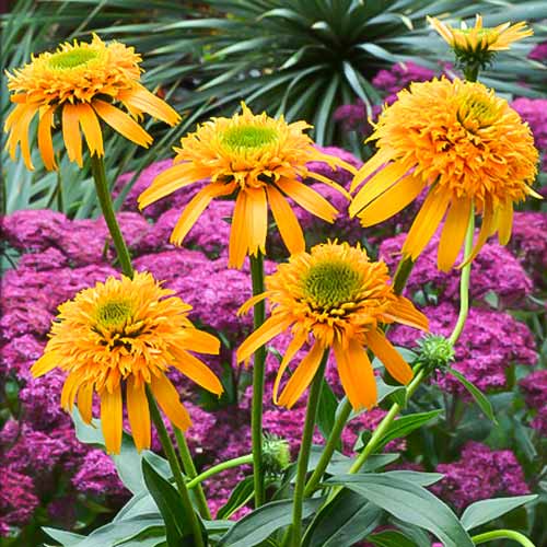 Эхинацея Секрет Глоу рисунок 1 артикул 68785