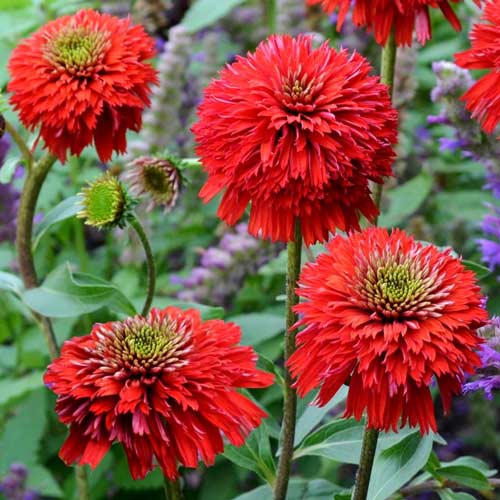 Эхинацея Секрет Лав рисунок 1 артикул 68787