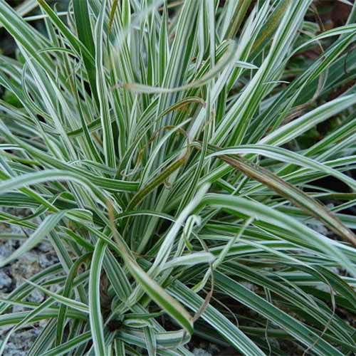 Ежа сборная Вариегата артикул фото 1 Ежа сборная Вариегата рисунок 1 артикул 01340