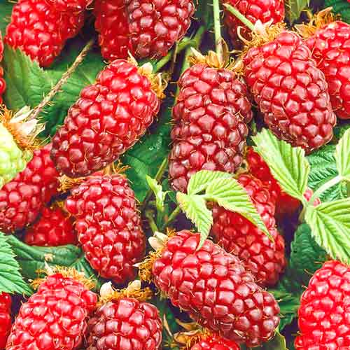 Ожиномалина Тайбері Медана зображення 1 артикул 7510