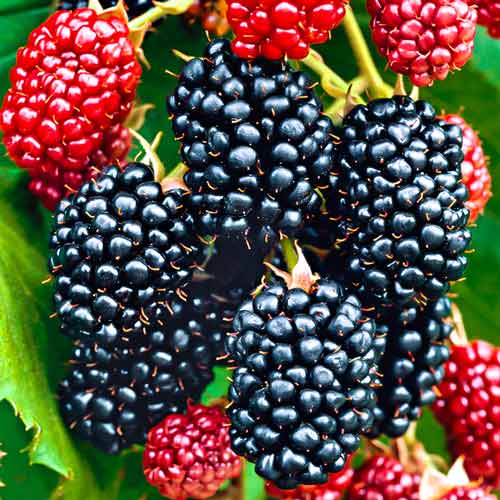 Ежевика Биг Макс XXL артикул фото 1 Ежевика Биг Макс XXL рисунок 1 артикул 7500