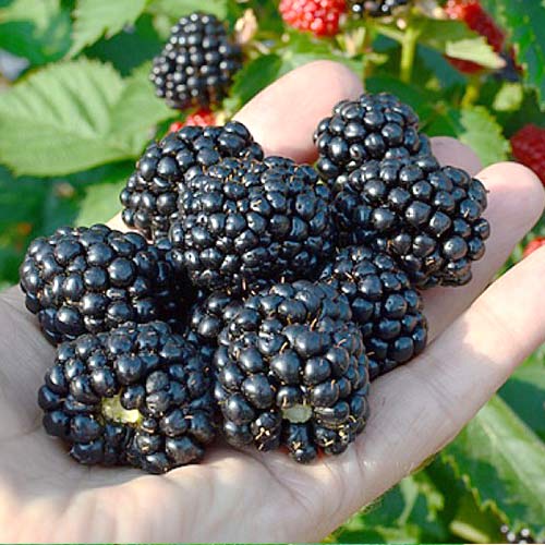 Ежевика Блэк Бьюти артикул фото 1 Ежевика Блэк Бьюти рисунок 1 артикул 7501