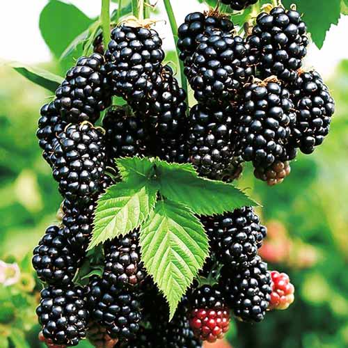 Ежевика Блэк Каскад рисунок 1 артикул 7625