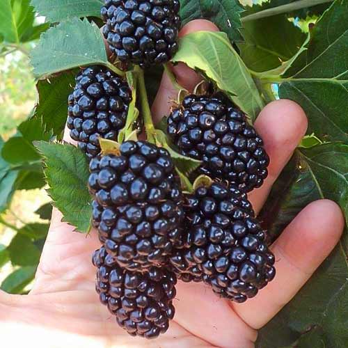 Ежевика Блэк Мэджик рисунок 1 артикул 7505