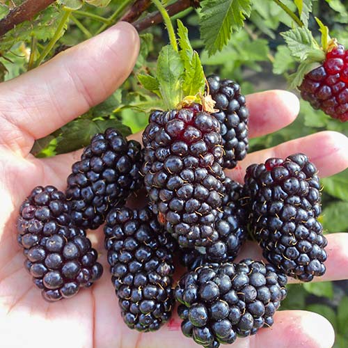 Ожина Дарроу зображення 1 артикул 7673