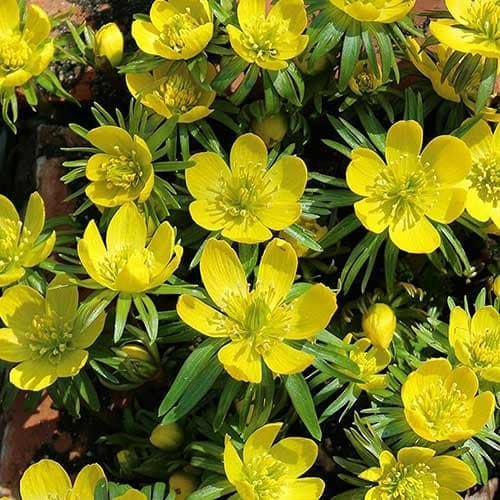 Эрантис киликийский рисунок 1 артикул 70313