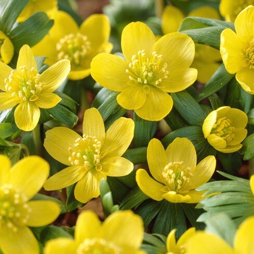 Ерантіс Hyemalis зображення 1 артикул 68052