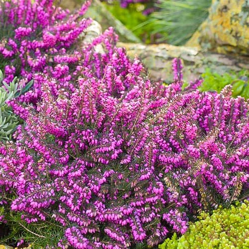 Эрика Крамерс Роут рисунок 1 артикул 76690