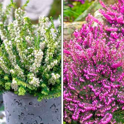 Эрика, микс рисунок 1 артикул 76707