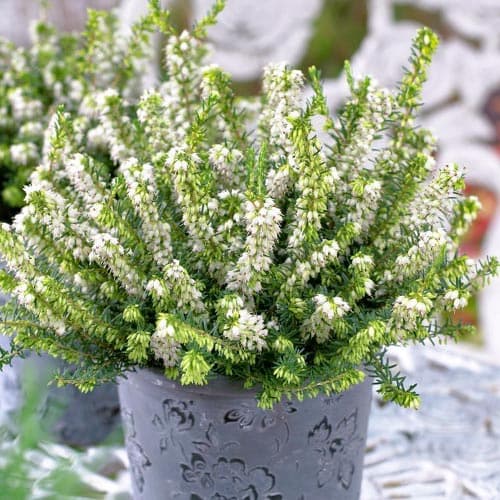 Эрика Вайт Перфекшн рисунок 1 артикул 76691