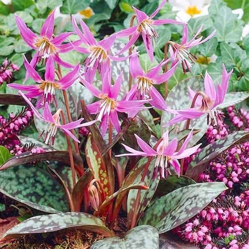 Эритрониум (кандык) Денс Канис рисунок 1 артикул 67891