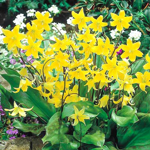 Ерітроніум Кондо зображення 1 артикул 67349