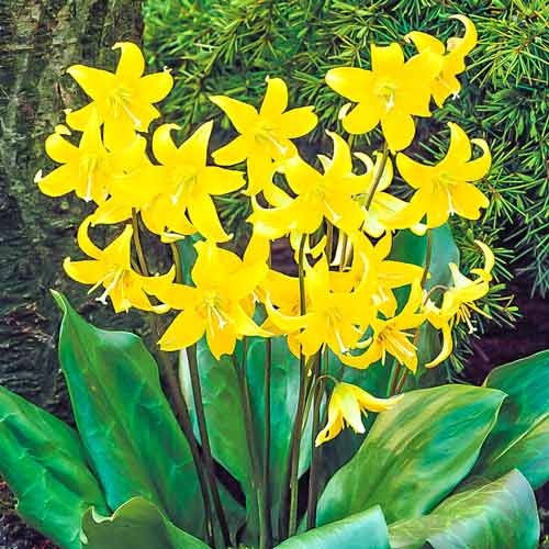 Ерітроніум Pagoda артикул фото 1 Ерітроніум Pagoda зображення 1 артикул 67350