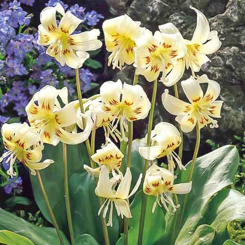 Эритрониум (кандык) Вайт Бьюти рисунок 1 артикул 67351