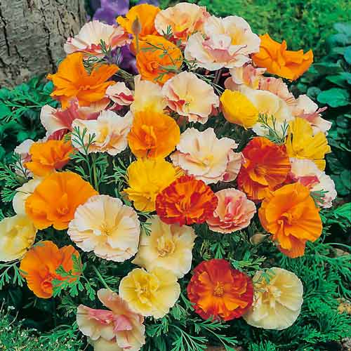 Эшшольция Балерина, смесь окрасок рисунок 1 артикул 72170