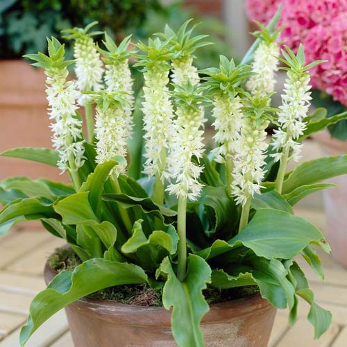 Еукоміс (ананасна лінія) Отемаліс зображення 1 артикул 76064