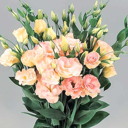 Еустома Кремово-рожева зображення 1 артикул 72729