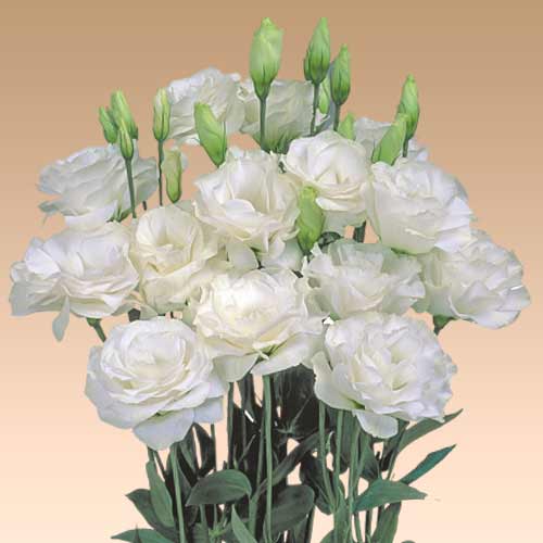 Эустома Мариачи белая F1 рисунок 1 артикул 90296