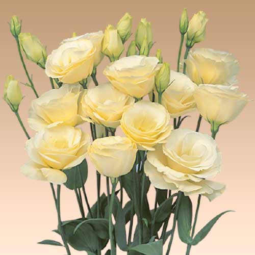 Еустома Марічі жовта F1 зображення 1 артикул 90297