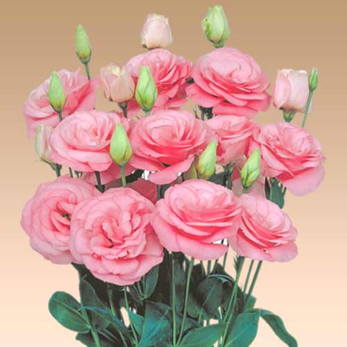 Еустома Марічі рожева F1 зображення 1 артикул 90299