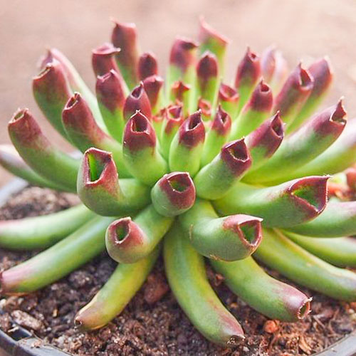 Молодило Оддіті зображення 1 артикул 01369