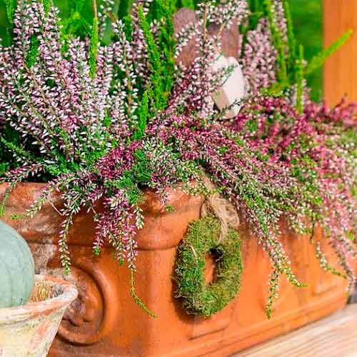 Верес звичайний Trio Girls Хільда/Еліза/Аметист зображення 1 артикул 5897