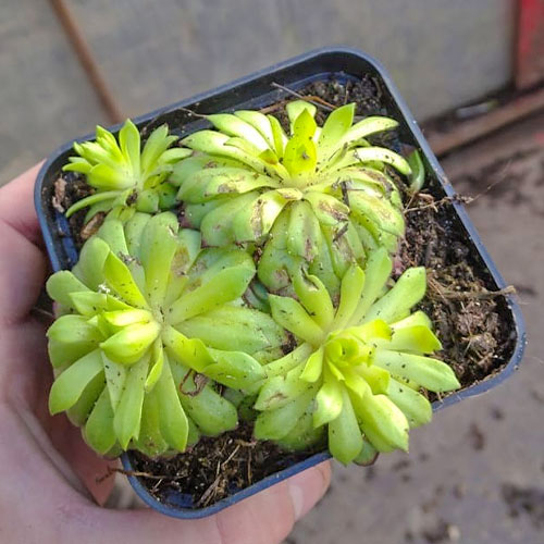 Молодило Фараон зображення 1 артикул 01376