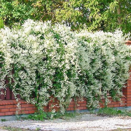 Фаллопія Ауберта артикул фото 1 Фаллопія Ауберта зображення 1 артикул 9103
