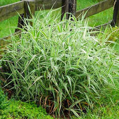 Фаляріс Лютеопікта зображення 1 артикул 4785