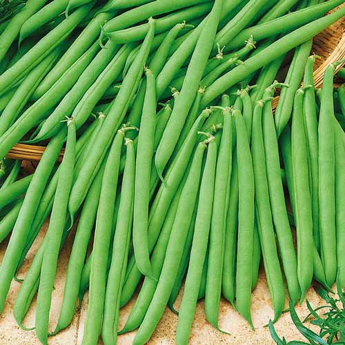 Фасоль овощная Эурека Seedera рисунок 1 артикул 72254