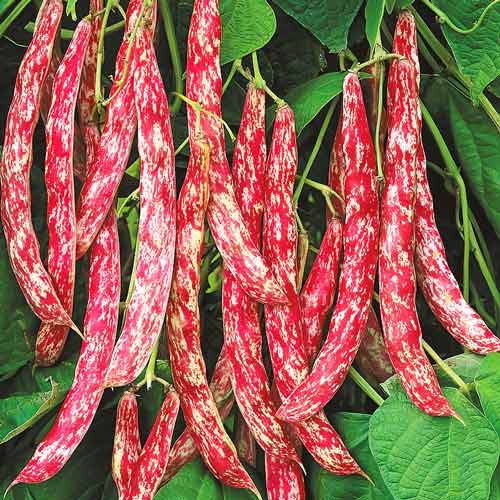 Квасоля спаржева Борлетто Seedera артикул фото 1 Квасоля спаржева Борлетто Seedera зображення 1 артикул 65557