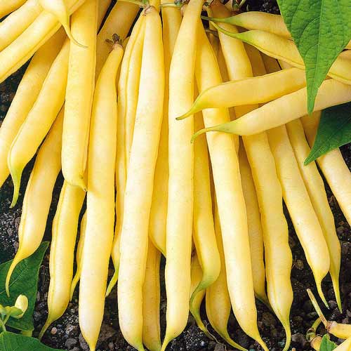 Квасоля спаржева Лаура артикул фото 1 Квасоля спаржева Лаура зображення 1 артикул 72255