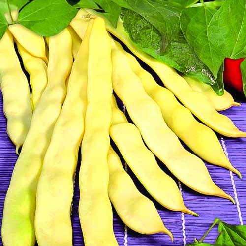 Квасоля спаржева Марвел ді Венеція, насіння зображення 1 артикул 70201