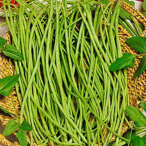 Квасоля спаржева Вігна Макаретті, насіння артикул фото 1 Квасоля спаржева Вігна Макаретті, насіння зображення 1 артикул 70198