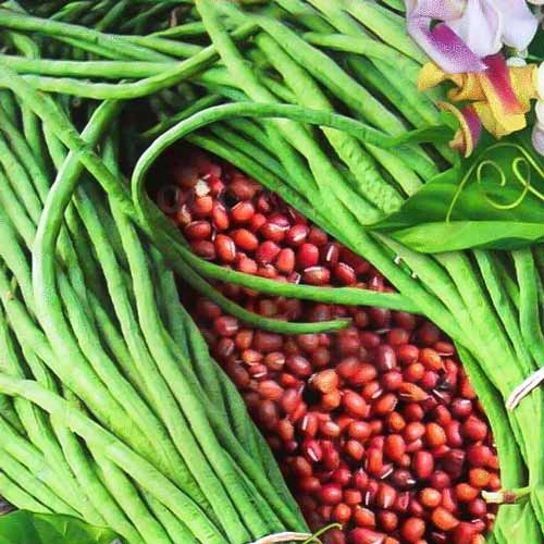 Фасоль спаржевая Вигна Мэтро Рэд, семена рисунок 1 артикул 70199