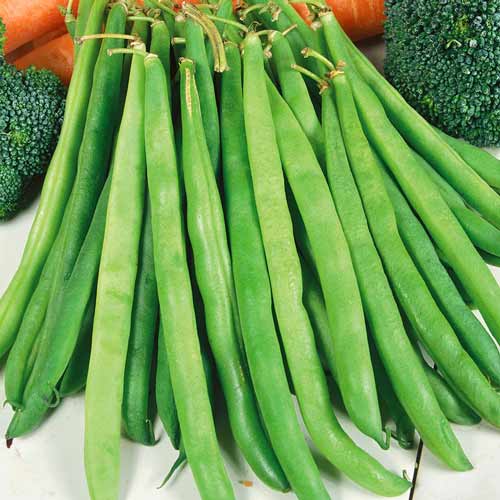 Квасоля спаржева зелена артикул фото 1 Квасоля спаржева зелена зображення 1 артикул 72257