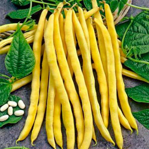 Квасоля спаржева Золота зірка, насіння зображення 1 артикул 70200
