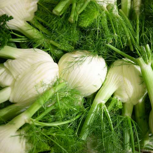 Фенхель овощной Саммер Эрли рисунок 2 артикул 65503