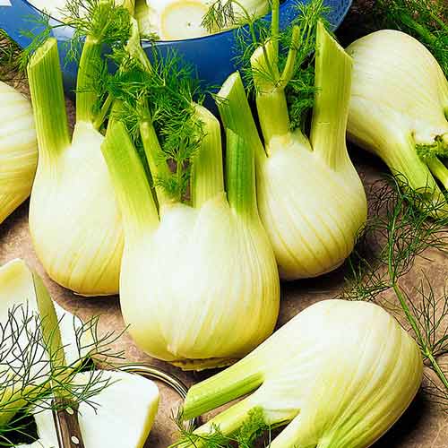 Фенхель Зефир, семена рисунок 1 артикул 66545