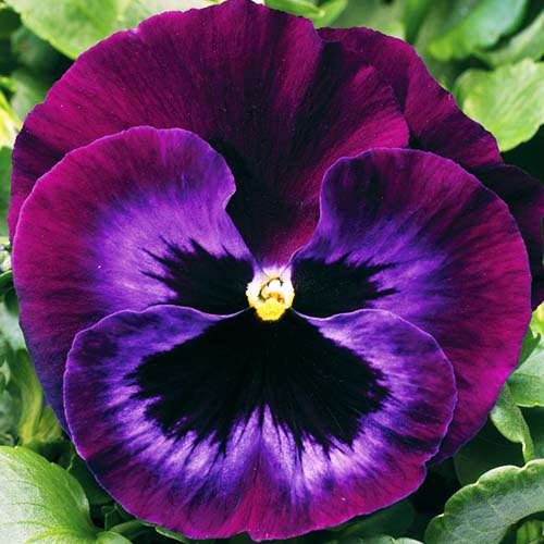 Фіалка Джокер Хел Блу Елітсорт зображення 1 артикул 90615