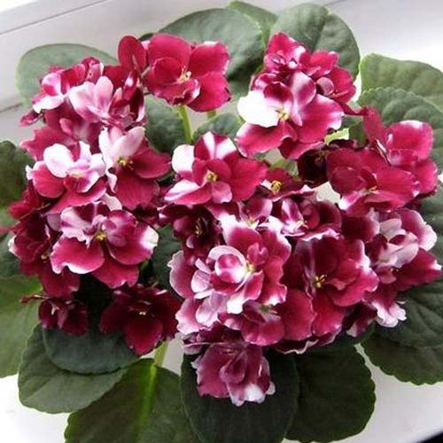 Фиалка Спрингтайм, смесь окрасок артикул фото 1 Фиалка Спрингтайм, смесь окрасок рисунок 1 артикул 66292