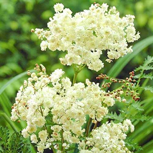 Филипендула Альба рисунок 1 артикул 70387