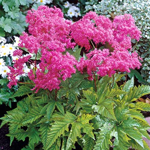 Філіпендула Purple зображення 1 артикул 70388