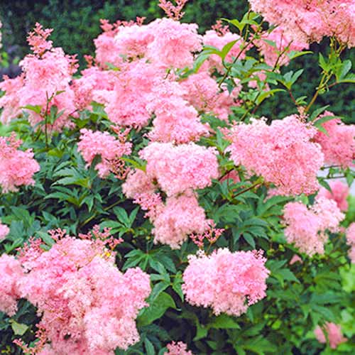 Філіпендула Venusta зображення 1 артикул 70389