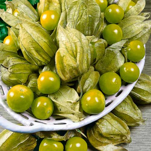 Фізаліс Кондитер, насіння зображення 1 артикул 70204