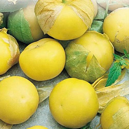 Фізаліс овочевий, насіння зображення 1 артикул 65504