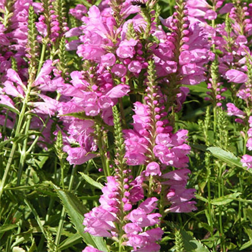 Фізостегія Букет Роз зображення 1 артикул 01416