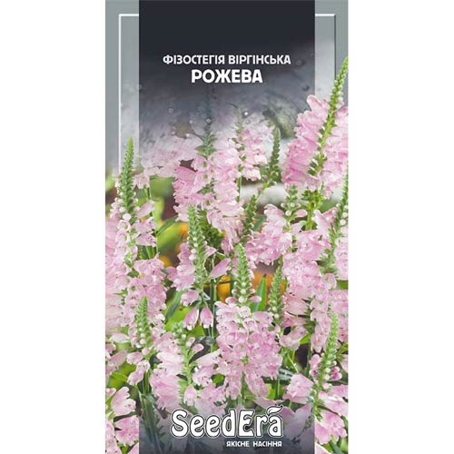 Фізостегія Віргінська рожева Seedera артикул фото 1 Фізостегія Віргінська рожева Seedera зображення 1 артикул 77115