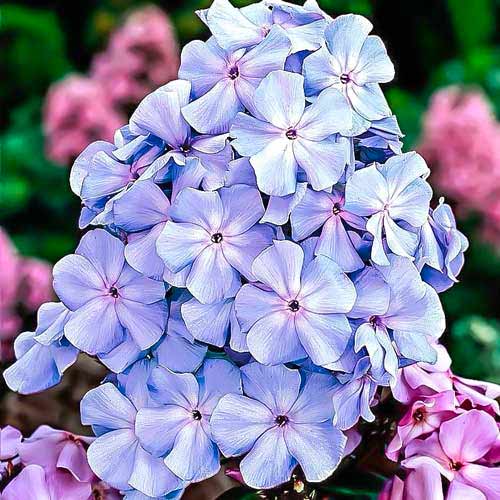 Флокс метельчатий Блю зображення 1 артикул 76489