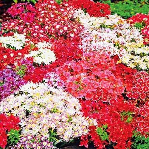 Флокс друммонда Блестящая красота, смесь окрасок артикул фото 1 Флокс друммонда Блестящая красота, смесь окрасок рисунок 1 артикул 72629